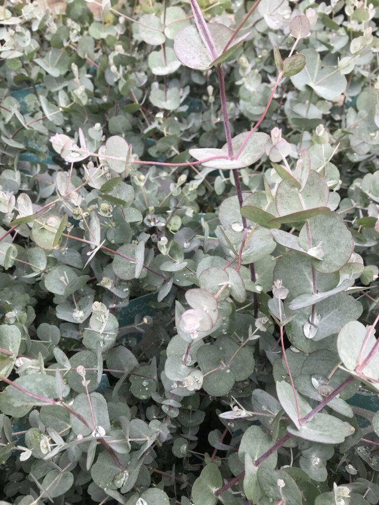 Fagyálló eukaliptusz (Eucalyptus gunnii ‘Azura’)
