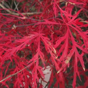 Japán juhar (Acer palmatum ‘Dissectum Crimson Princess’)