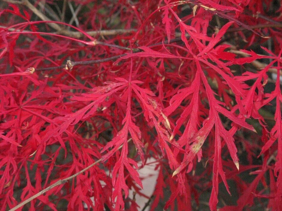 Japán juhar (Acer palmatum ‘Dissectum Crimson Princess’)