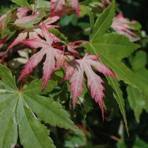 Japán juhar (Acer palmatum ‘Asahi-zuru’)