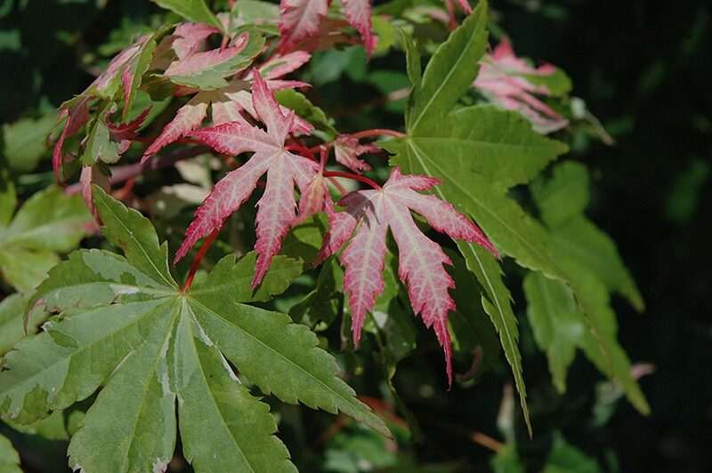 Japán juhar (Acer palmatum ‘Asahi-zuru’)