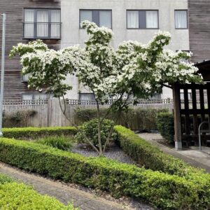 Japán som (Cornus kousa)