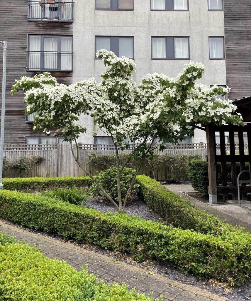 Japán som (Cornus kousa)