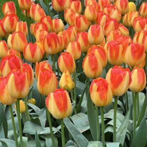 Tulipa Prinz Armin (virághagyma)
