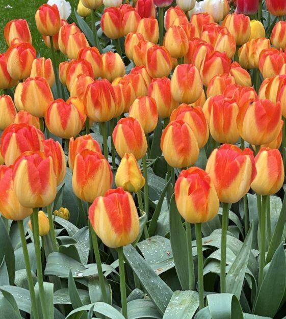 Tulipa Prinz Armin (virághagyma)