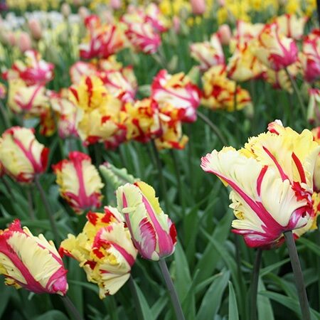 Tulipa Texas Flame 7 db (virághagyma)
