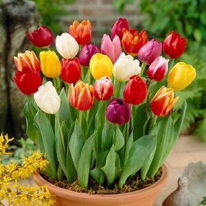 Tulipa Triumph Mix (virághagyma)