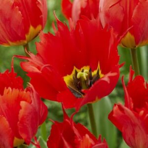 Tulipán (Tulipa) ‘Robbedoes’ virághagyma