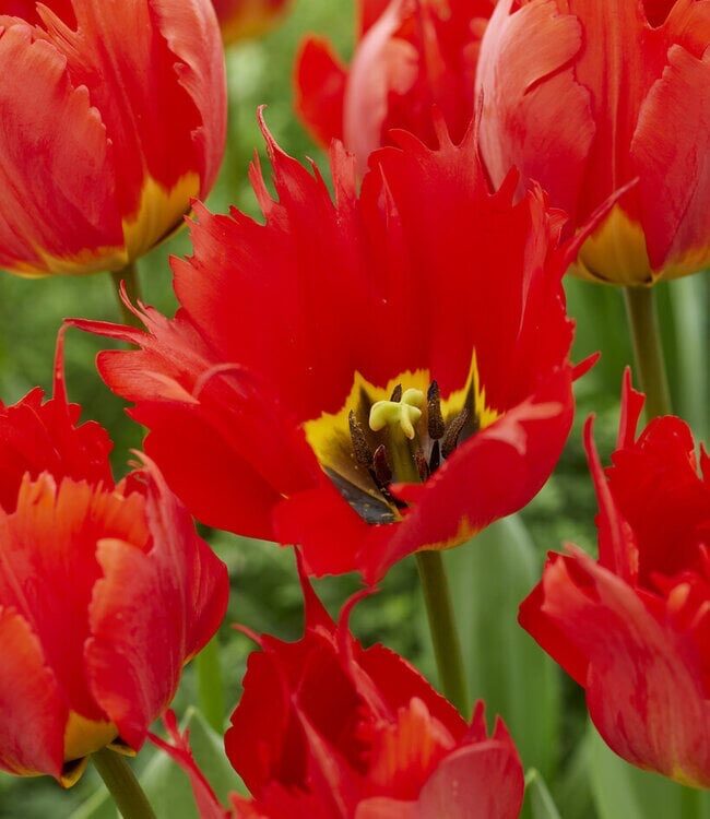 Tulipán (Tulipa) ‘Robbedoes’ virághagyma