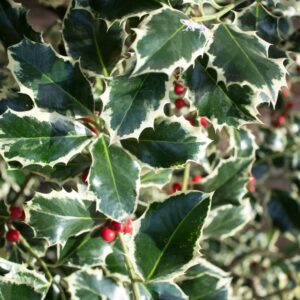 Magyal (Ilex aquifolium ‘Argenteomarginata’)