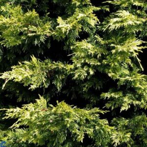 Arany leylandi ciprus (Cupressocyparis leylandii ‘Excalibur Gold’)