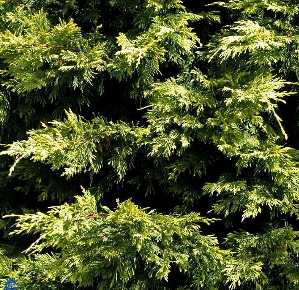 Arany leylandi ciprus (Cupressocyparis leylandii ‘Excalibur Gold’)