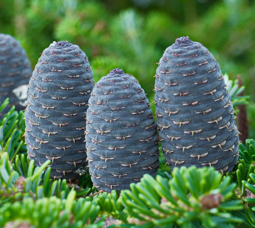 Szlovák jegenyefenyő (Abies 'Szlovák')