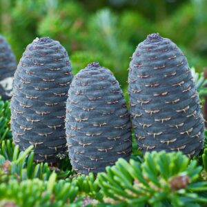 Szlovák jegenyefenyő (Abies ‘Szlovák’)