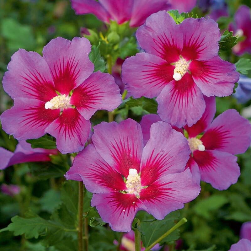 Mályvacserje (Hibiscus syriacus ‘Vino Rosso’)