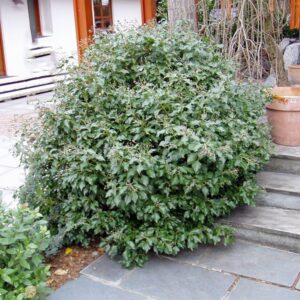 Közönséges borostyán (Hedera helix ‘Arborescens’)
