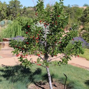 Meggy (Prunus cerasus ‘Újfehértói Fürtös’)