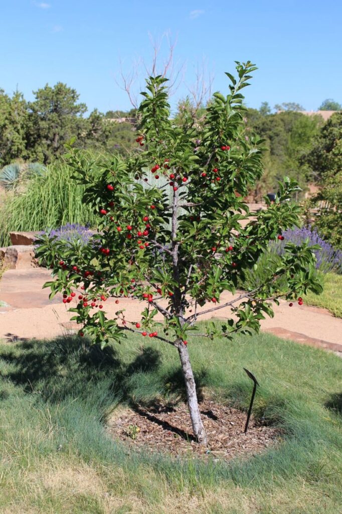 Meggy (Prunus cerasus ‘Újfehértói Fürtös’)