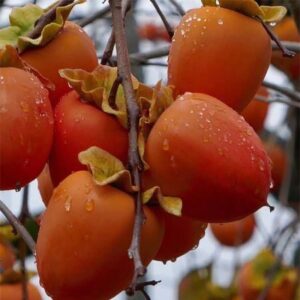 Kakiszilva (Diospyros kaki ‘Sharon’)