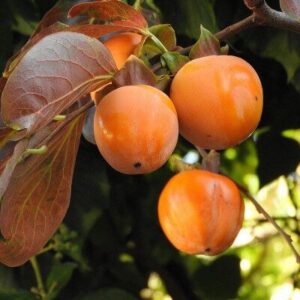 Kaki (Diospyros kaki ‘Muscat’)