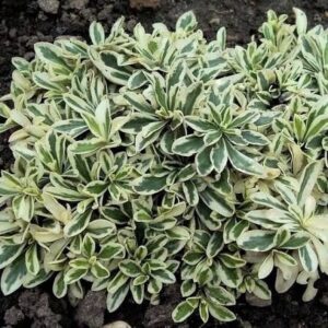 Kaukazusi ikravirag (Arabis ferdinandi-coburgi 'Variegata')