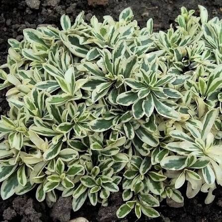 Kaukazusi ikravirag (Arabis ferdinandi-coburgi 'Variegata')