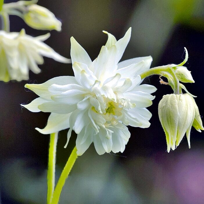 Harangláb (Aquilegia vulgaris 'Green Apples')