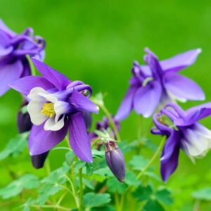 Harangláb (Aquilegia caerulea sp.)