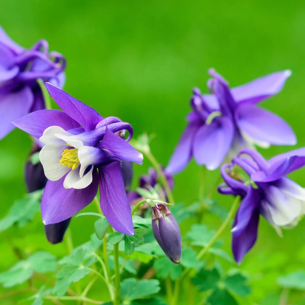 Harangláb (Aquilegia caerulea sp.)