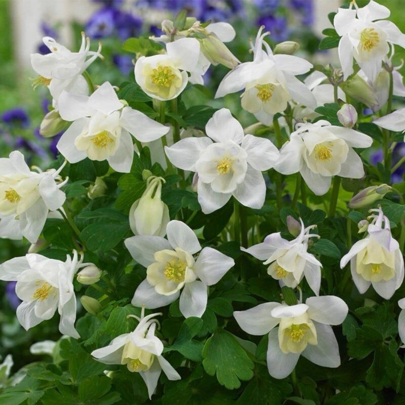 Harangláb (Aquilegia ‘Spring Magic White’)