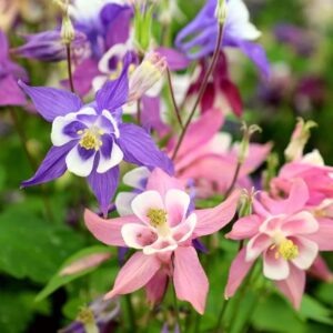 Harangláb (Aquilegia 'Biedermeier')