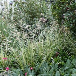 Pókliliom (Anthericum chlorophytum ‘Starlight’)