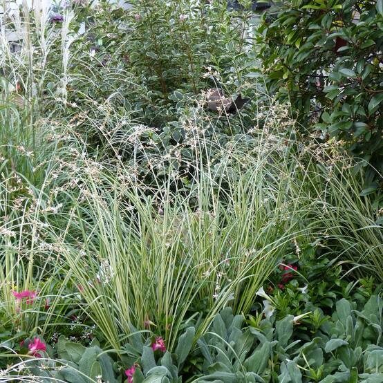 Pókliliom (Anthericum chlorophytum ‘Starlight’)