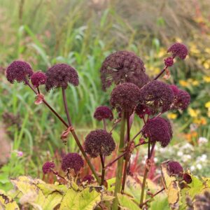 Óriás angyalgyökér (Angelica gigas)