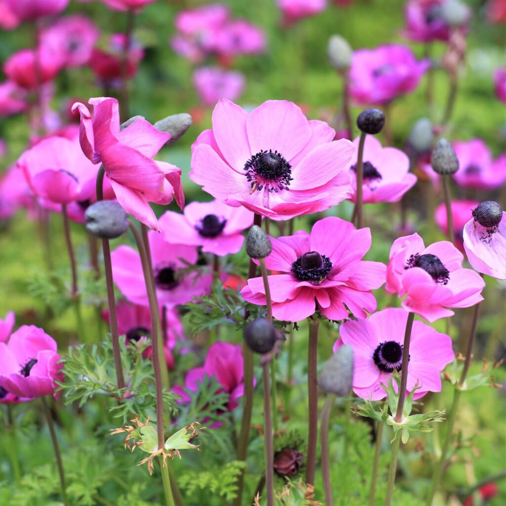 Hibrid szellőrózsa (Anemone mutiflora 'Rosea')