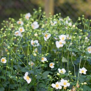 Hibrid szellőrózsa (Anemone hybrida ‘Pretty Little Maria’)
