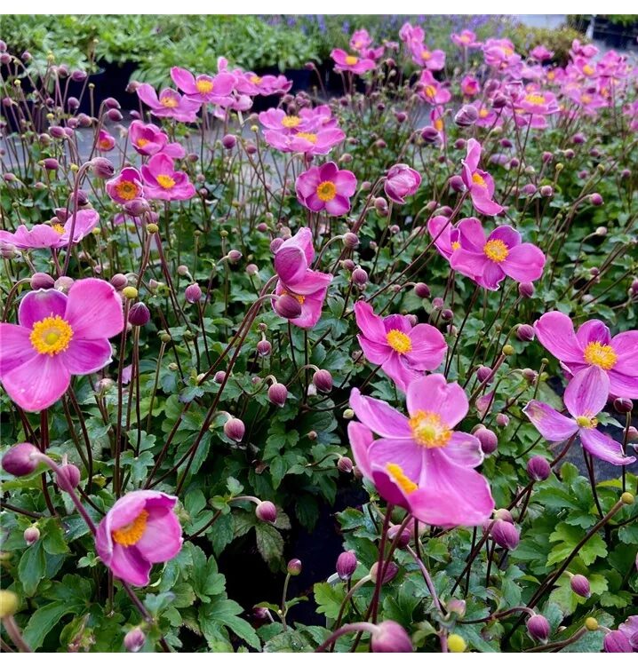 Hibrid szellőrózsa (Anemone hybrida 'Fantasy Belle')