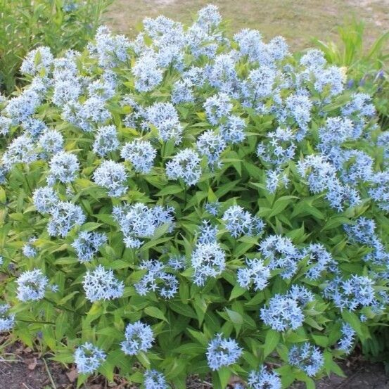 Kékcsillag (Amsonia illustris)