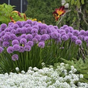 Díszhagyma (Allium millenium)