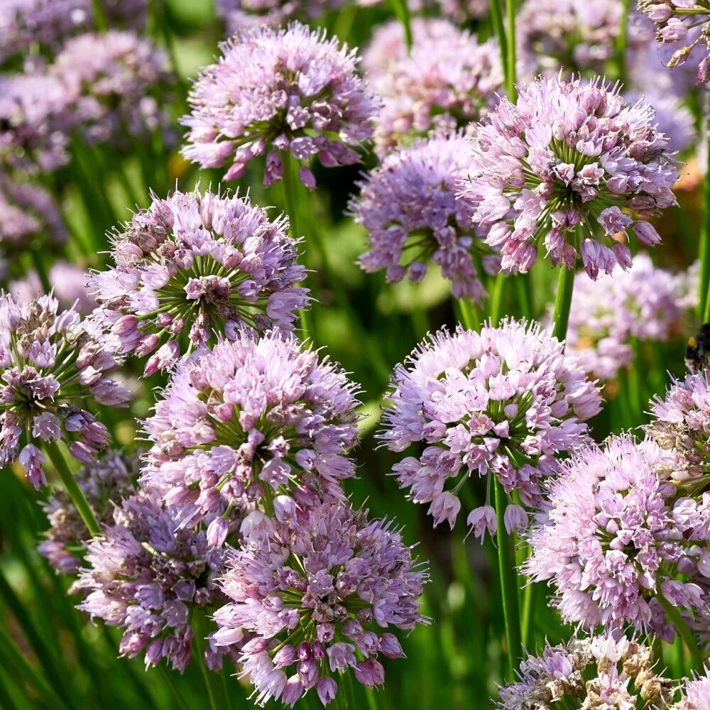 Díszhagyma (Allium 'Summer Beauty')