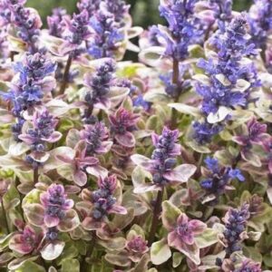 Indás ínfű (Ajuga tenorii 'Princess Nadia')