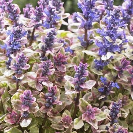 Indás ínfű (Ajuga tenorii 'Princess Nadia')