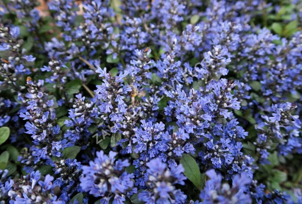 Indás ínfű (Ajuga reptans 'Mini Mahagony')