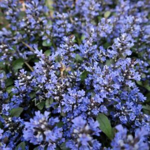 Indás ínfű (Ajuga reptans 'Mini Mahagony')