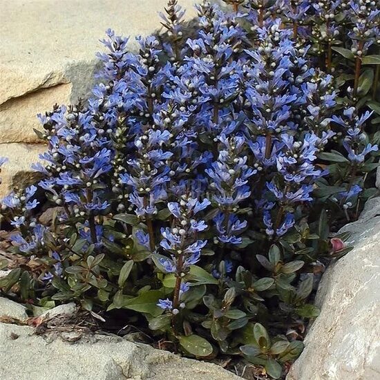 Indás ínfű (Ajuga reptans 'Chocolate Chip')