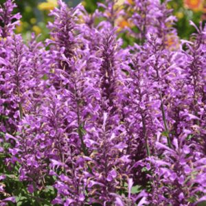 Illatos izsóp (Agastache 'Sunny Sparks Pink Impr.')