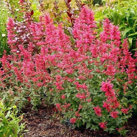 Illatos izsóp (Agastache 'Morello')