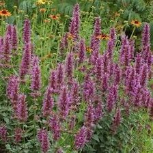 Illatos izsóp (Agastache 'Celestia')