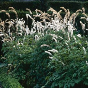 Bugás sarkantyúka (Actaea simplex 'White Pearl')
