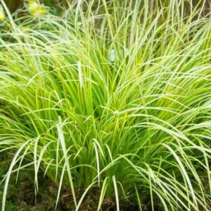 Tarka japánkálmos (Acorus gramineus ‘Ogon’)